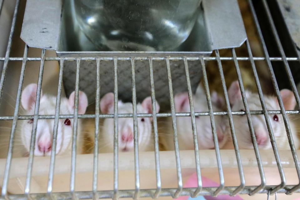  Animals are put through extremely cruel conditions in the process of testing cosmetic ingredients, but Primark has now ensured that none of their products are involved.