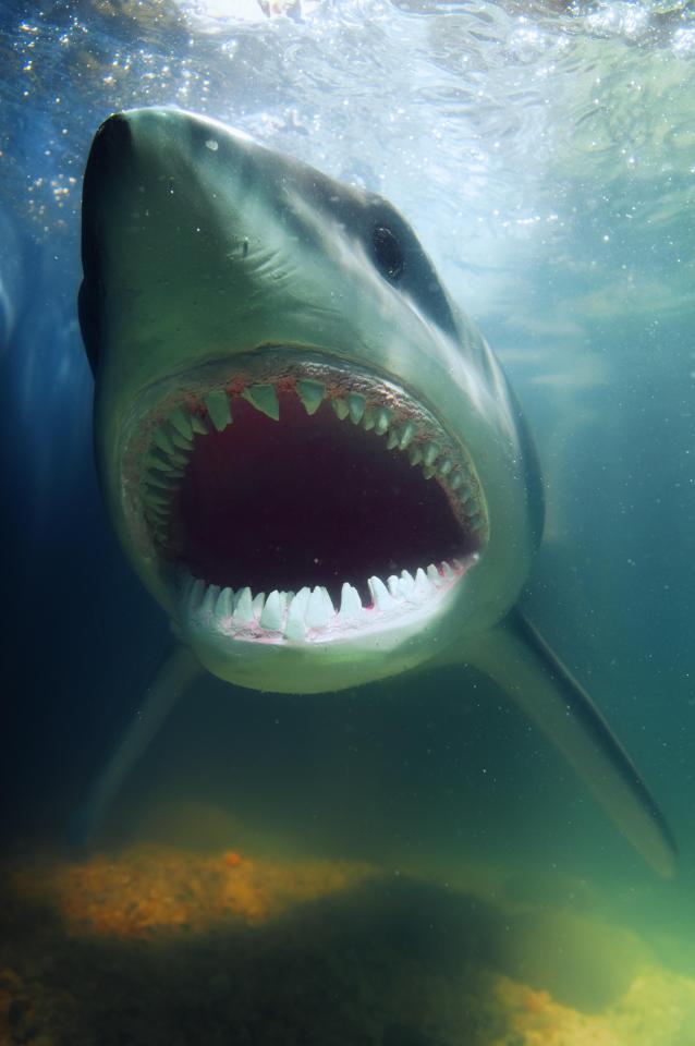  Great White sharks could be prowling British waters by 2048