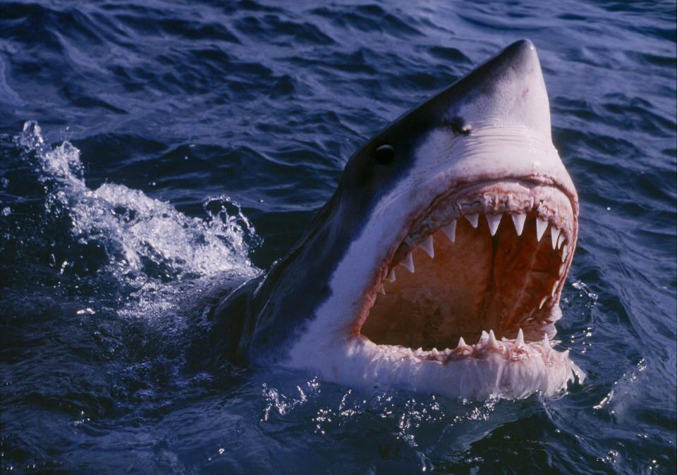  Experts say the best course of defence if attacked by a shark is to punch it on the nose or jab it in the eye