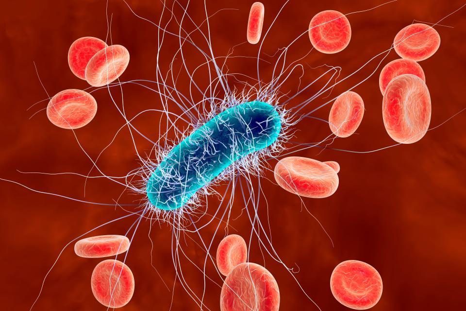  Stomach bugs, like this E.Coli, can be severe