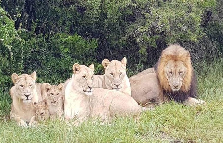  Members of the lion pride at Sibuya Game Reserve in South Africa