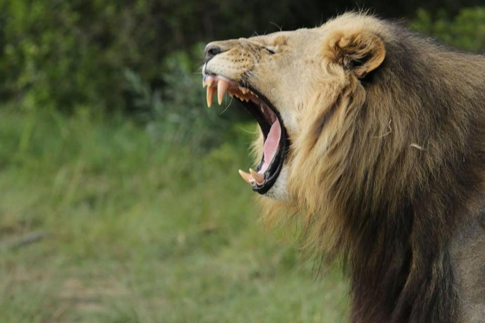  At least three hunters were believed to have been devoured by the lions at the park