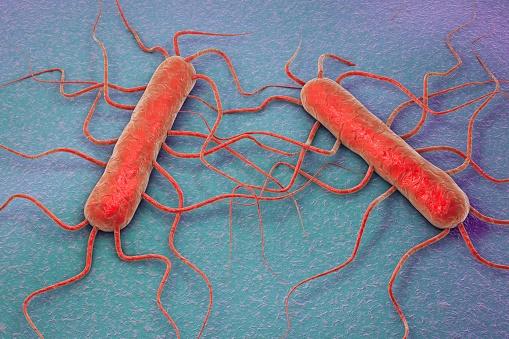 Listeriosis is caused by a a bacteria called listeria and is usually caught from contaminated food