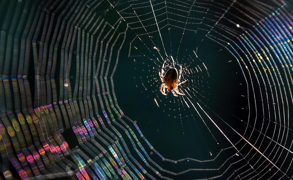  As you'd expect, drugs frazzled the spiders' brains, resulting in some weird web patterns