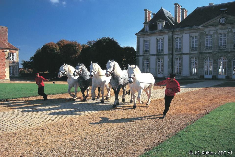  Percheron horses at the Haras du Pin National Stud