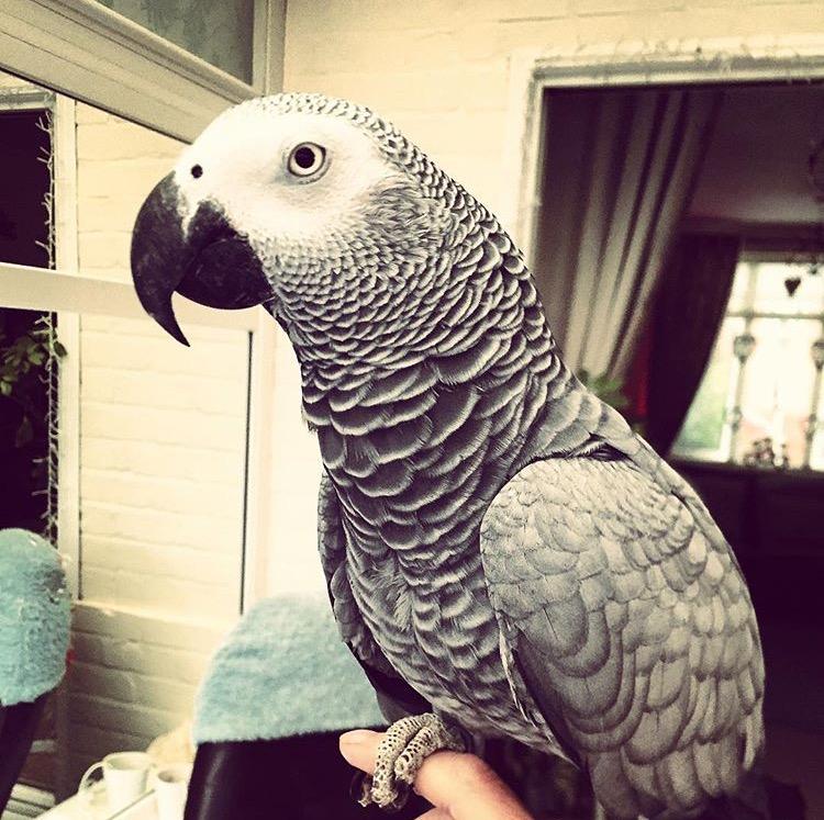  Gypsy the African Grey parrot sings It's Coming Home