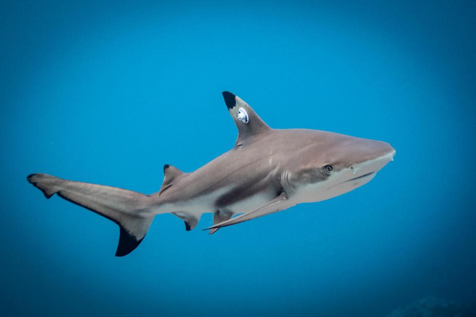  Blacktip sharks are responsible for around 28 unprovoked attacks on humans