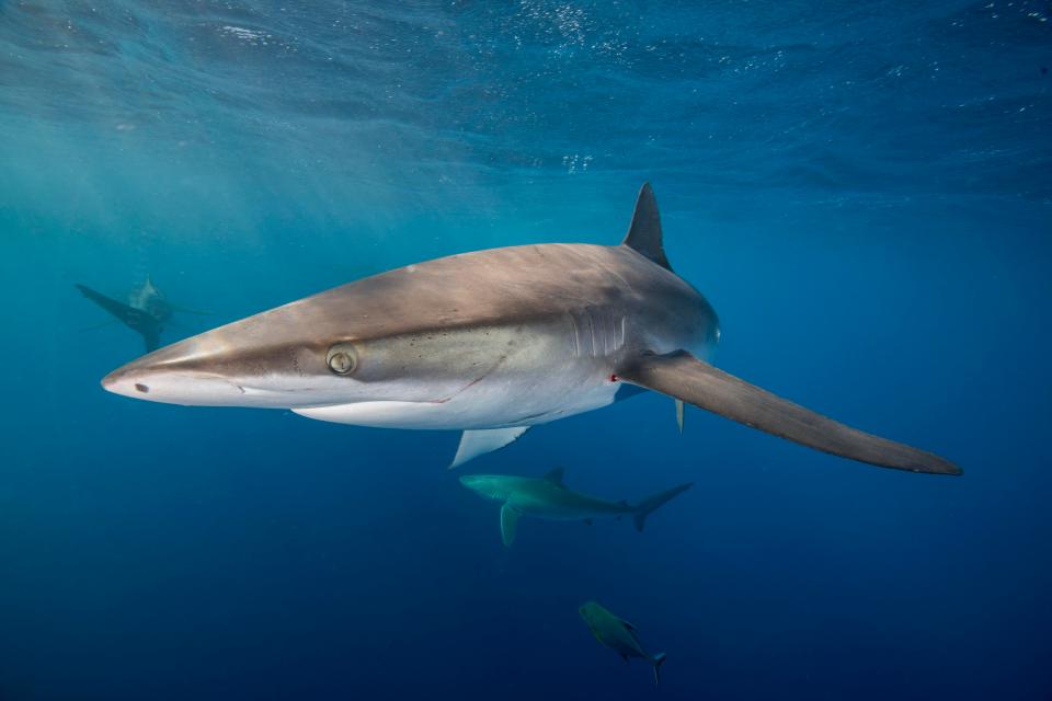  The Silky shark is named for the smooth texture of its skin