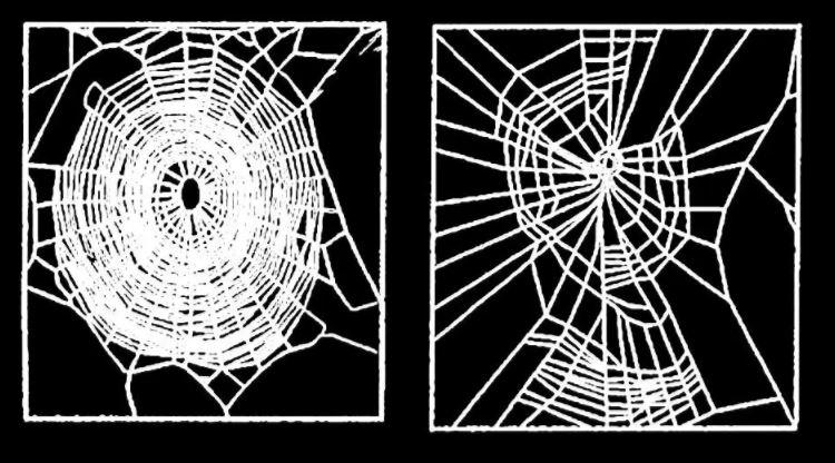  A spider who'd been given Benzedrine spins a deformed web