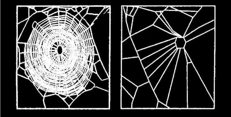  A normal web on the left and a web made by a spider on chloral hydrate (sleeping pills)