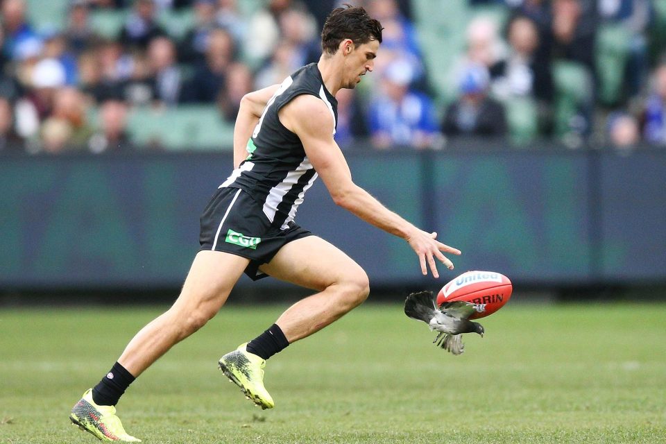  The pigeon is ambushed by Pendlebury's switch of direction