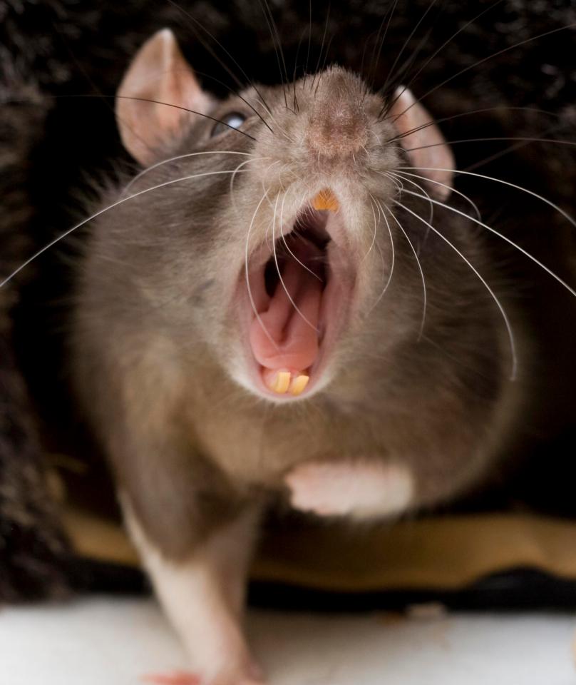  Female rats can have up to 2,000 descendants