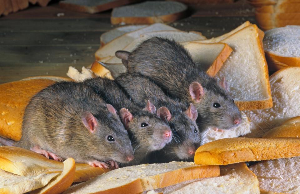  Rats have developed a taste for human food such as bread