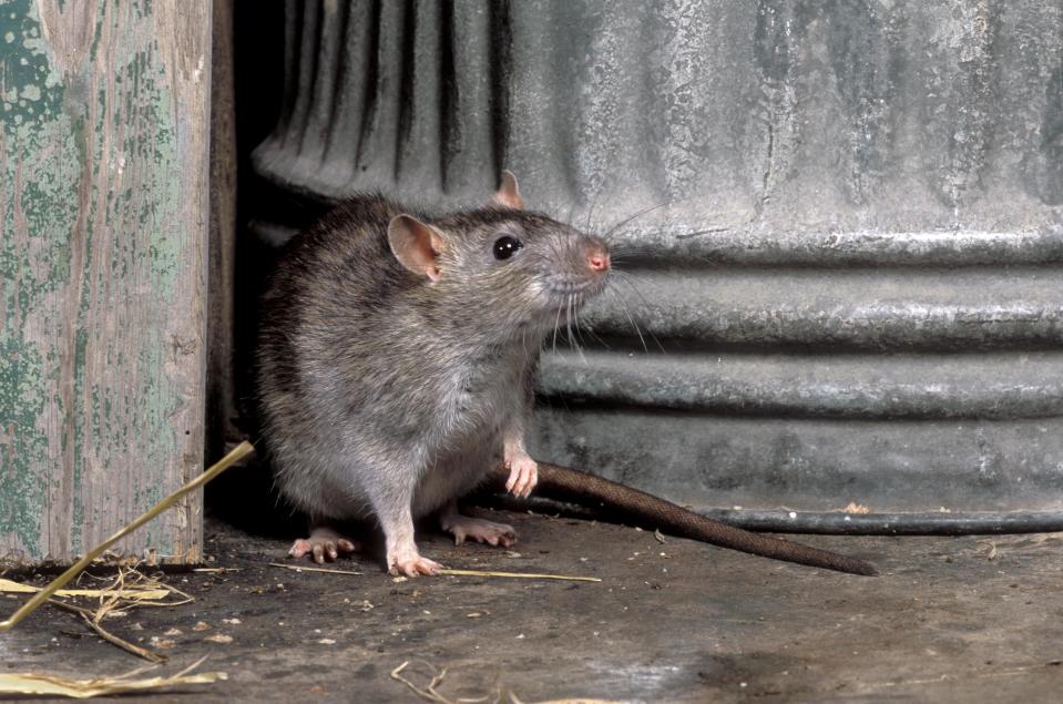  Some rats are becoming resistant to poison