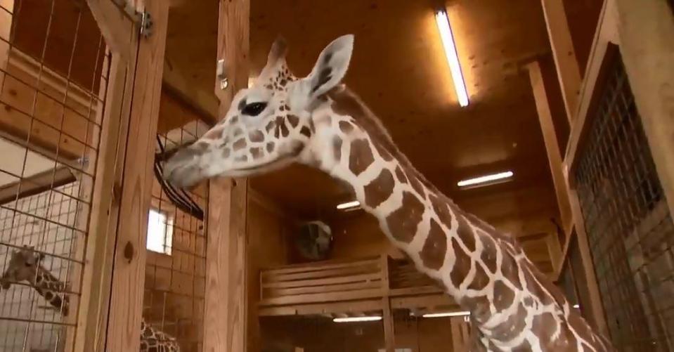  April the Giraffe, above, found fame after giving birth as an audience of 1.2m looked on