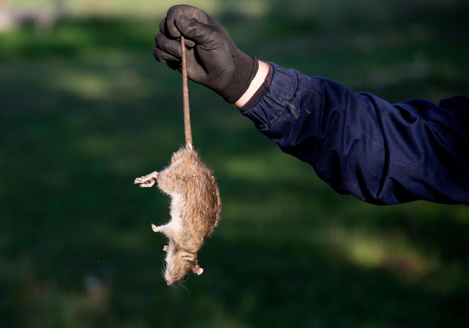  Pest controllers have been catching more rats in recent months