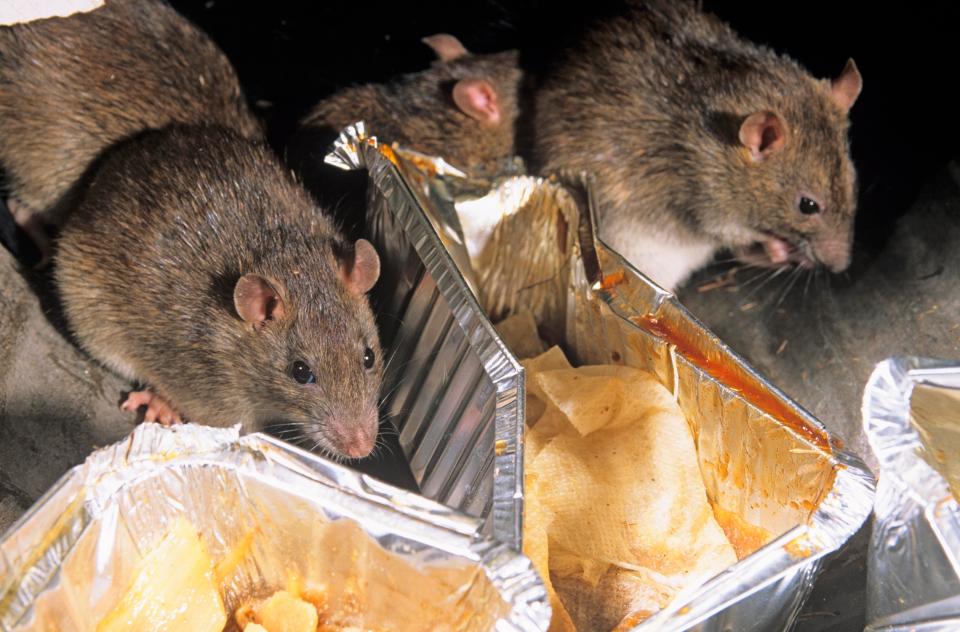  Rats are all over the UK - and with greater access to food they're growing bigger and living longer