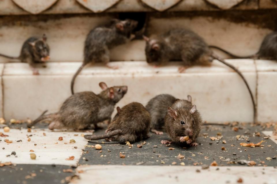  Pest controllers will often find several rats during call-outs