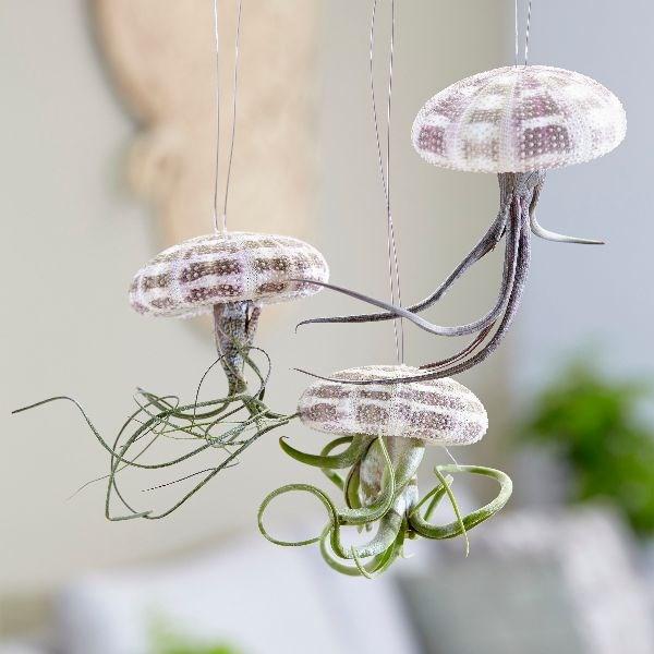 Bring the seaside home by hanging these plants up and spritzing whenever you remember!