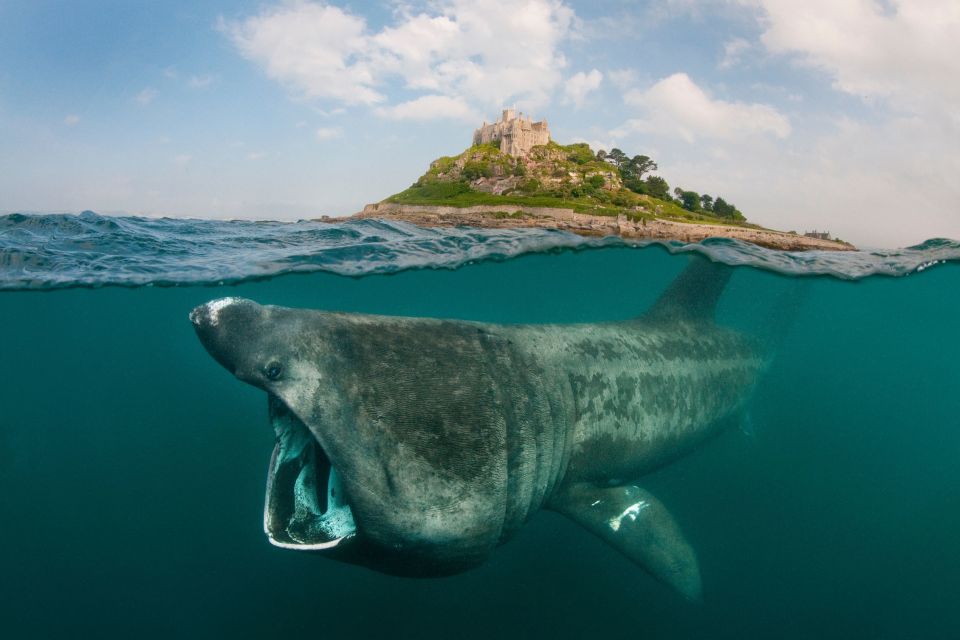  A basking shark spotted off St Michael's Mount, Cornwall