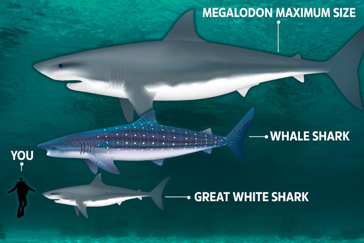  The massive killer was three times longer and 60 times heavier than the largest ever recorded great white shark