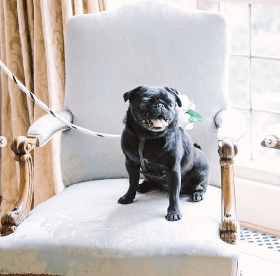  Her adorable pooch even had a starring role in their West Sussex nuptials