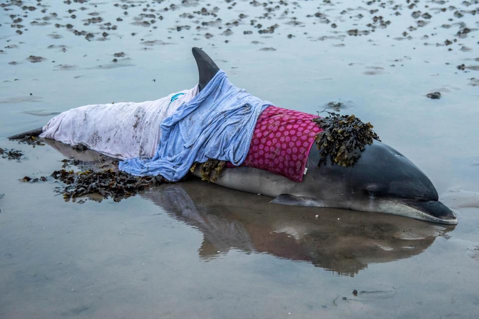  The bottlenose dolphin sustained the gruesome burns when she was stranded in the Moray Firth two years ago