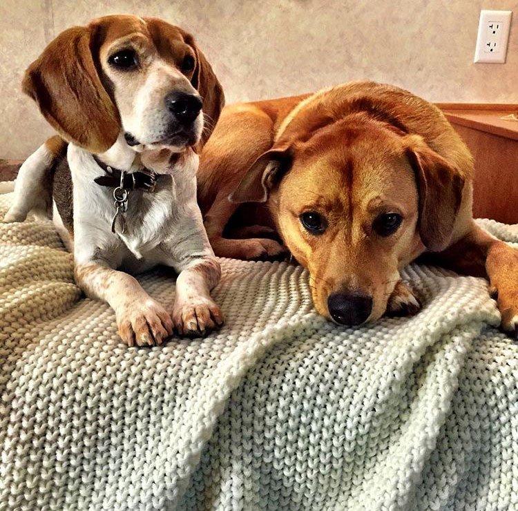  Guy and Bogart, who Meghan was forced to leave behind in Canada