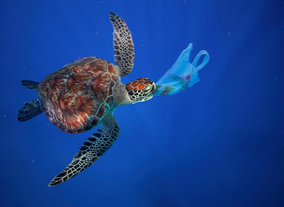  Sea turtles are known to eat plastic bags, mistaking them for jellyfish