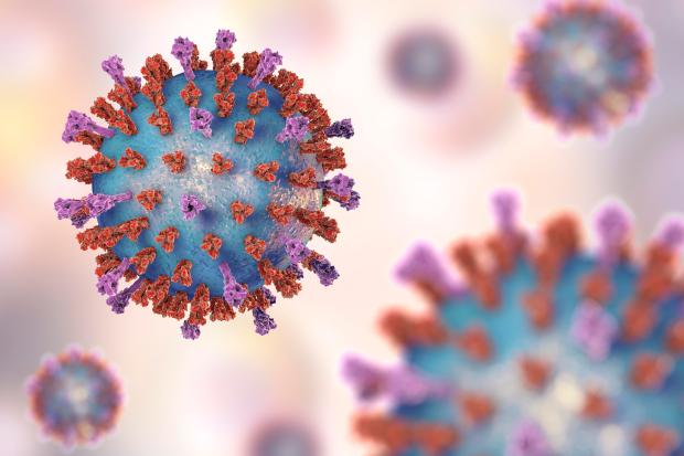 The measles virus starts off causing cold and flu like symptoms