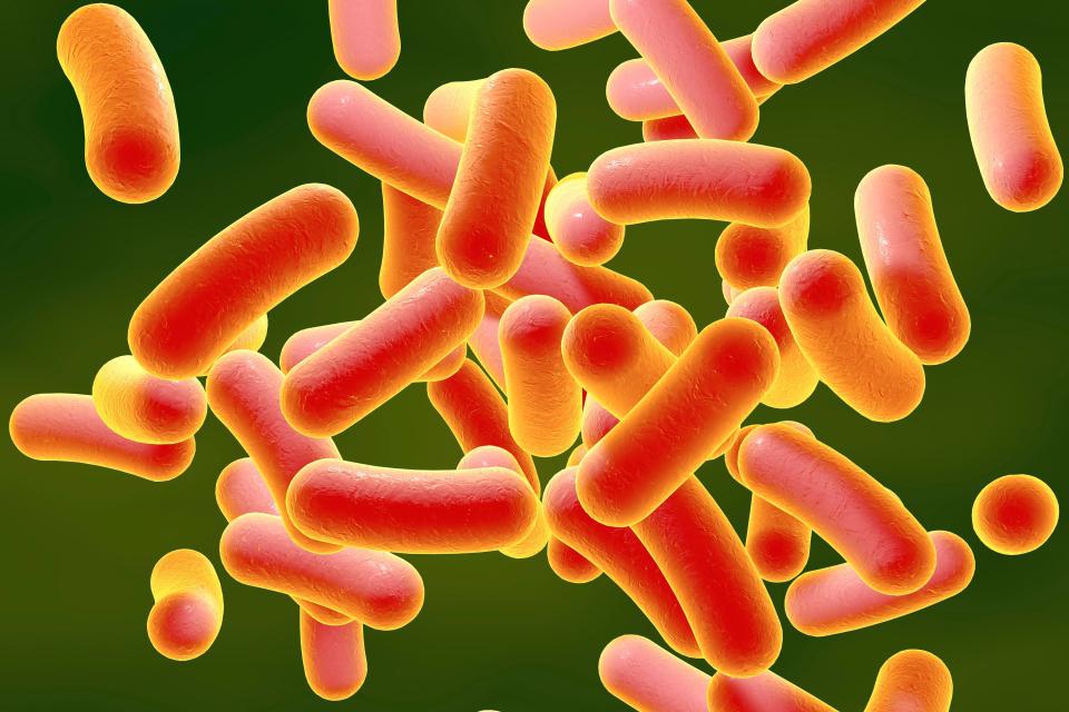 Shigella, the bacteria that causes shigellosis, is passed on through poo particles 