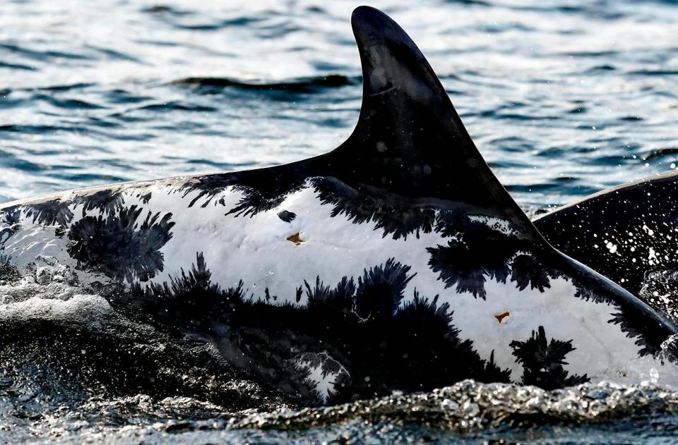  Spirtle's scarring has now healed over as she swims near the Sutors of Cromarthy, Scotland