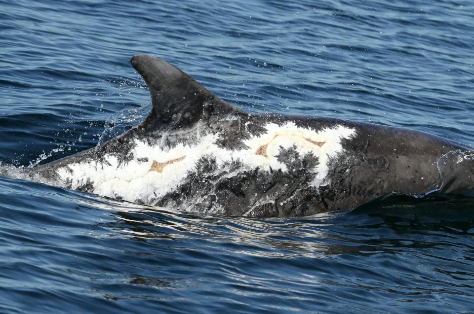  The bottlenose dolphin is feeling dol-fine as she swims with her four pals near the Sutors of Cromarthy, Scotland