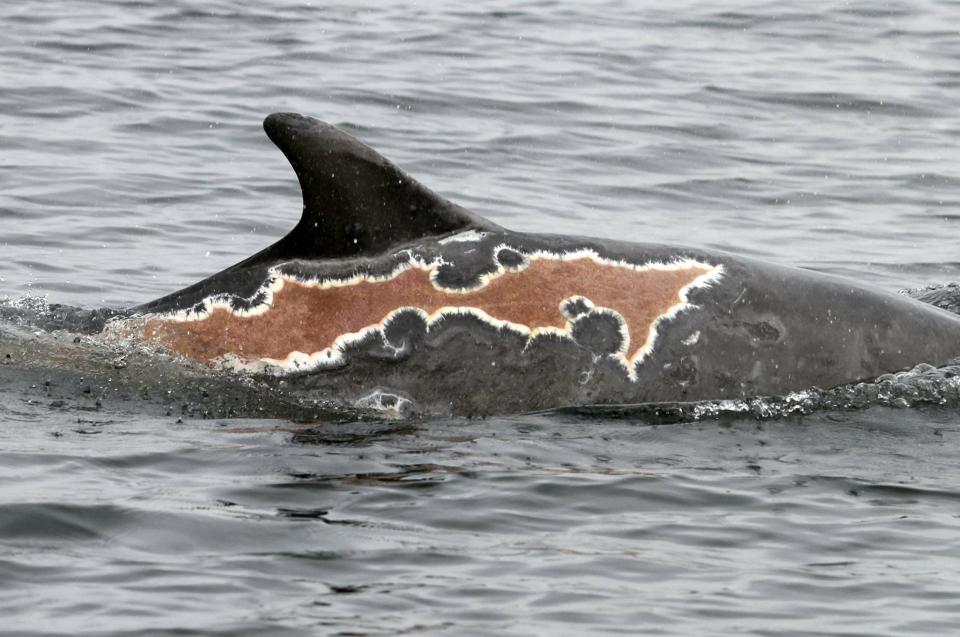  The loveable sea creature was snapped with these horrific blisters in July 2016 after she was beached for 24 hours