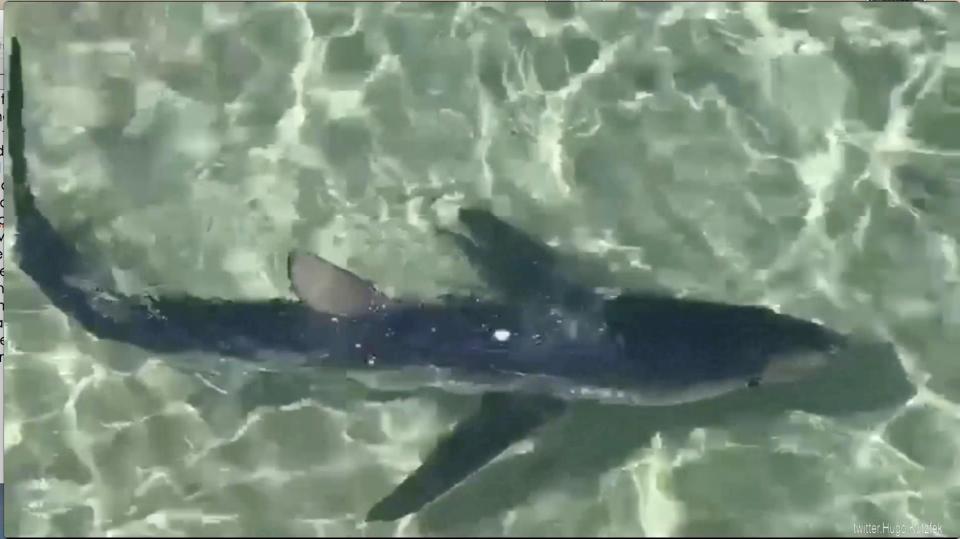  The 10ft shark sparked panic on the packed tourist beach as it swam in the shallows