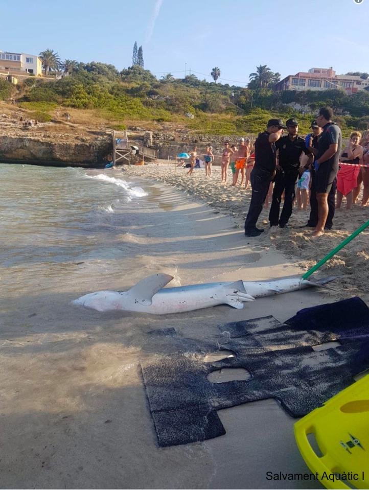  The shark lies on the beach after cops dragged it from the sea