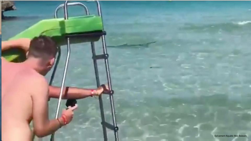  Tourists watch on as the shark swims past their boat