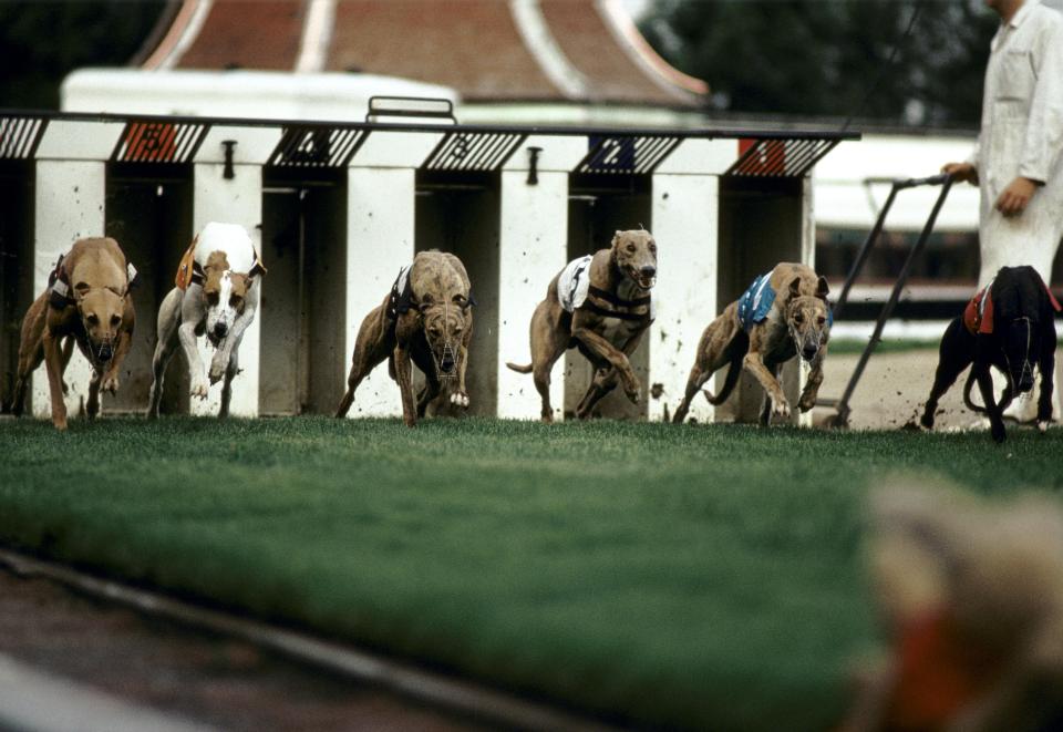  Walthamstow's track was one of Britain's most iconic dog racing venues before it's closure in 2008