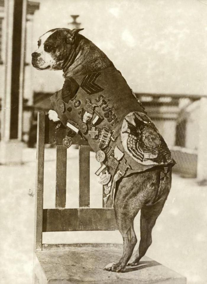  Hero Sergeant Stubby, in uniform, adopts an almost Churchillian pose for an official photographer