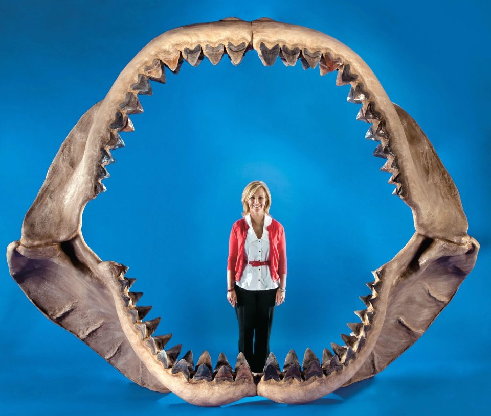  It's estimated the megalodon's jaw would span 2.7 by 3.4 metres wide