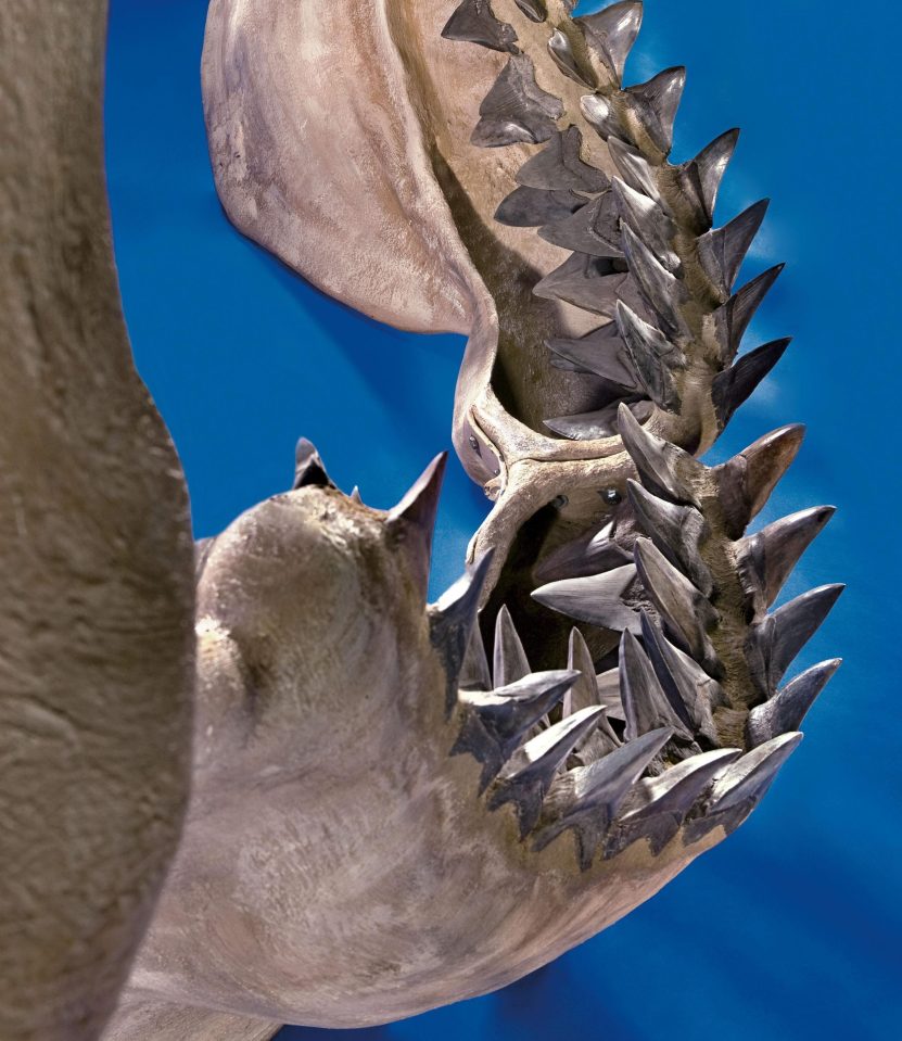  The megalodon used its powerful teeth to devour its prey - which included whales