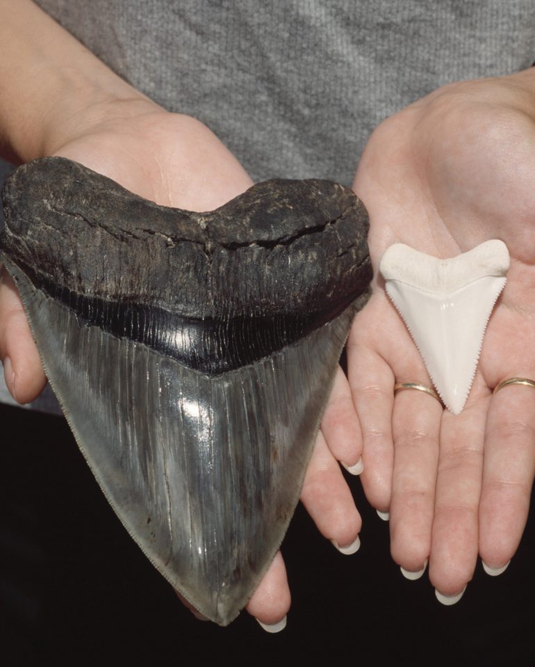  The tooth of a megalodon next to that of a 5m great white shark