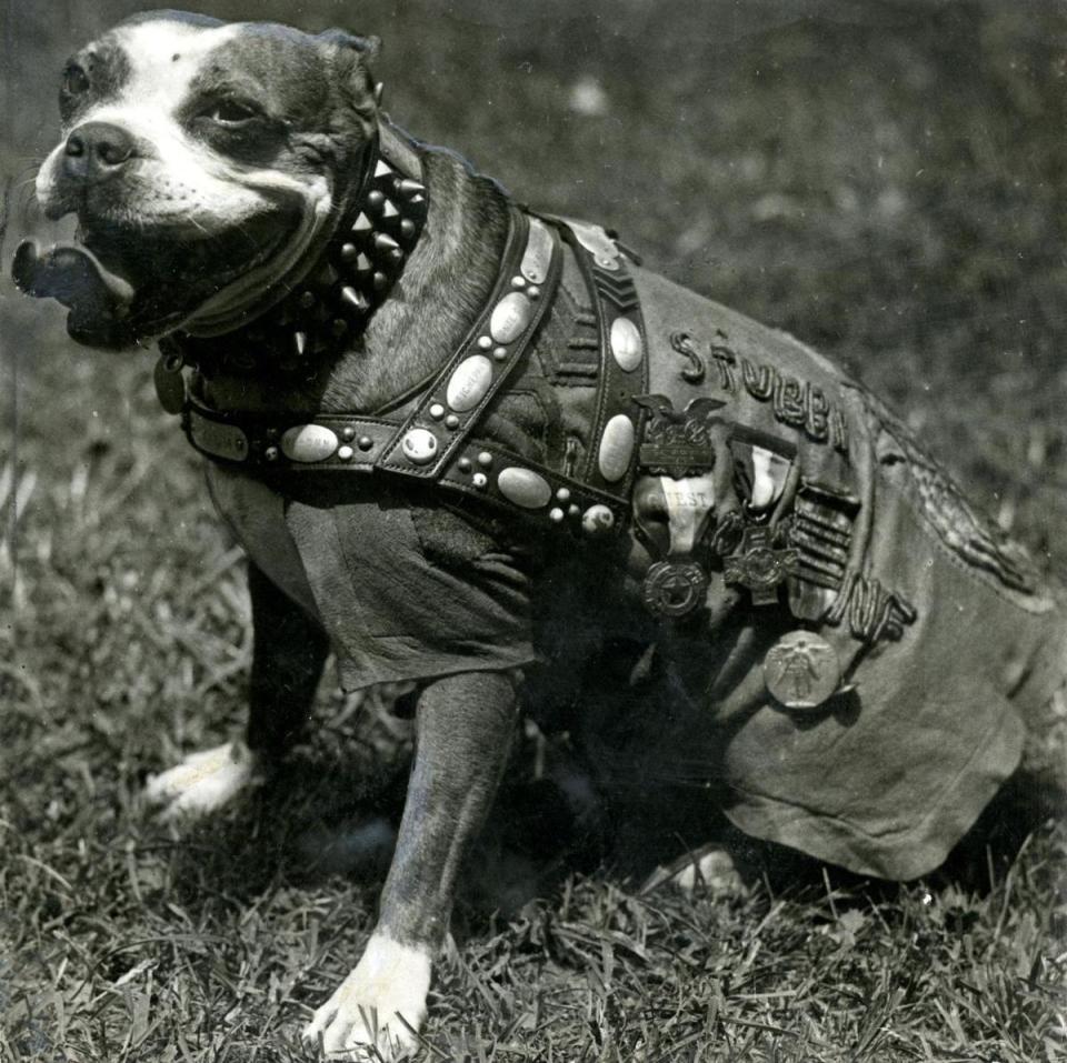  Heroic bull terrier Stubby, belied his stature (and the fact that he was a dog) to become a true American war hero