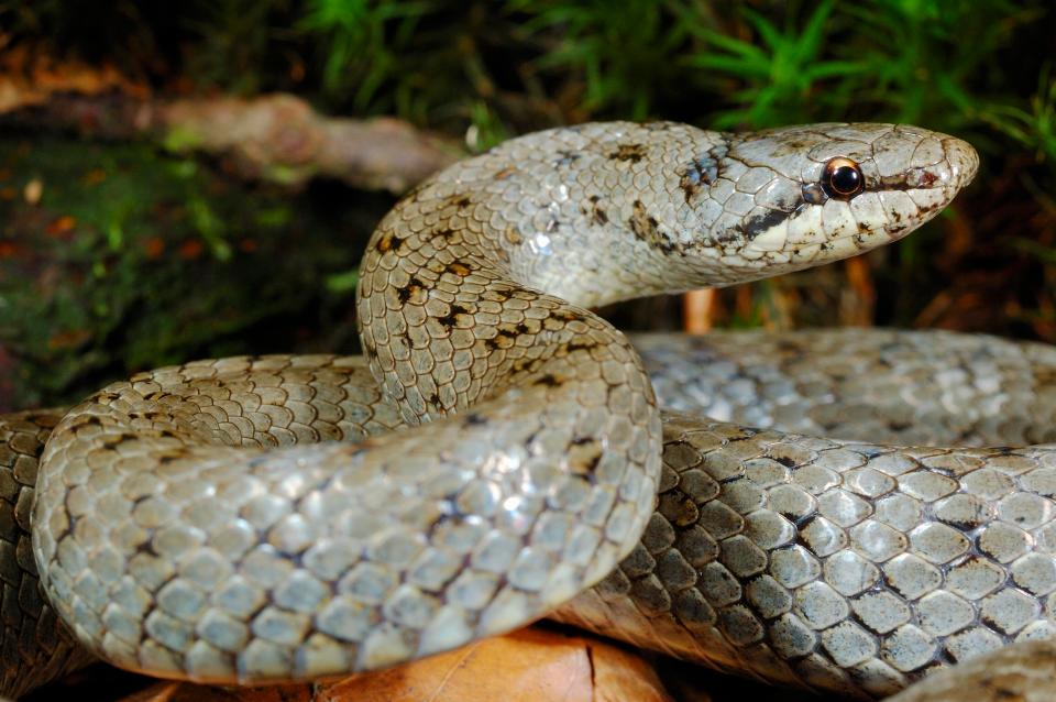  Smooth snakes are rare in the UK