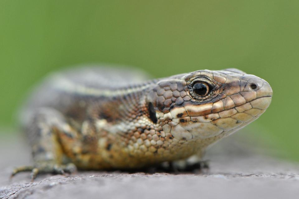  You might see a common lizard in your garden or allotment