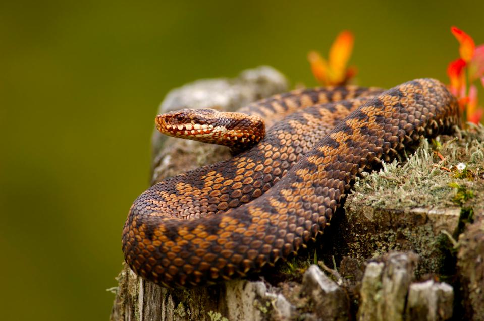  The adder, or common viper, is Britain's only venomous snake