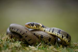  The barred grass snake is found in lowland areas of southern England