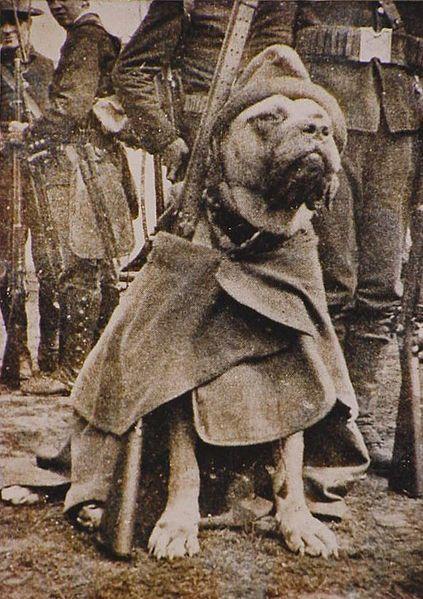  After some debate, Stubby became the official mascot of the Yankee Division, and shipped out to France