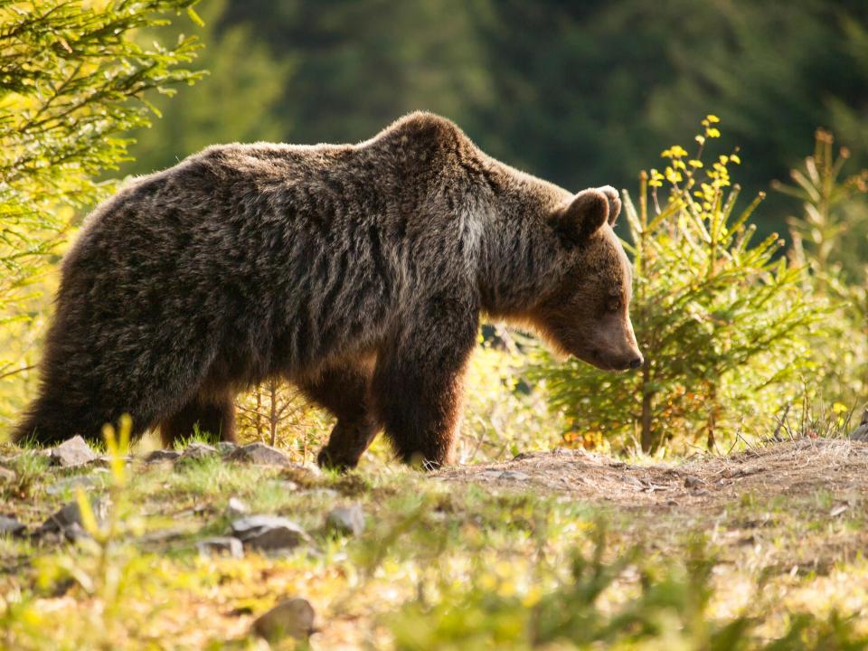  There is so much to see and discover in wildlife-rich Slovakia