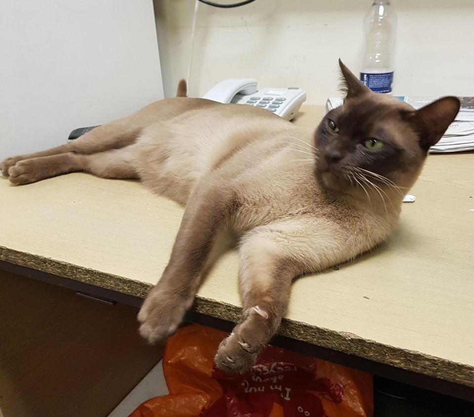  NHS staff allowed the feline to sprawl across hospital desks and roam around freely